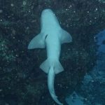 DoE issues warning after spate of attacks on sharks