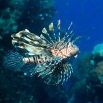 Lionfish cull this weekend