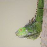 EDITORIAL – Iguana eradication: Funding the war Cayman must win
