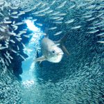 Cayman’s most memorable photos of 2017