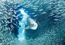 Cayman’s most memorable photos of 2017
