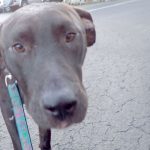 One out of 105 animal cruelty cases prosecuted