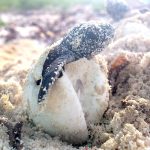 Turtle patrol helps hatchlings beat the odds