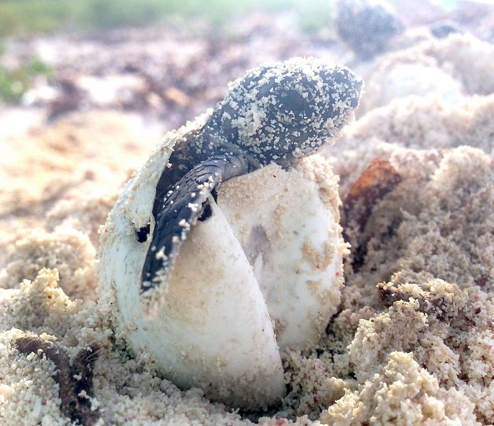 Pipping-green-hatchling
