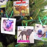Barking up the right tree