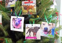 Barking up the right tree