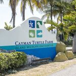 Cayman Turtle Centre worker suspended in corruption probe