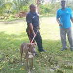 Stray dogs rounded up after man bitten