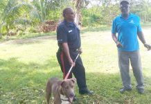 Stray dogs rounded up after man bitten