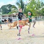 Riding school offers dog agility training