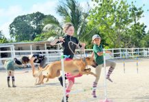 Riding school offers dog agility training