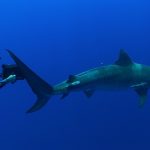 Tagged tiger shark clocks 37,000 miles, setting distance record