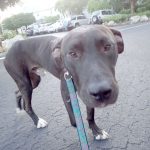 Man pleads guilty to animal cruelty charges