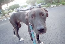 Man pleads guilty to animal cruelty charges