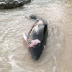Rarely seen pygmy whale washes ashore