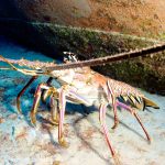 Lobster season closes