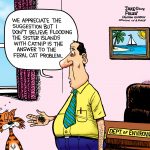 Feral cats