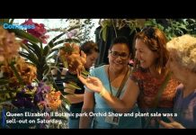 Orchid Show continues to grow