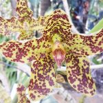 Orchids are in bloom at Botanic Park this weekend