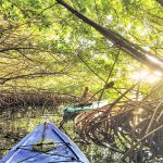 Exploring Cayman’s magical mangroves