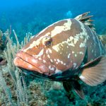 Grand Cayman grouper population lags behind