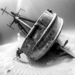 Kittiwake image wins international recognition