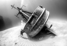 Kittiwake image wins international recognition