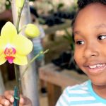 Orchid Show, plant sale return to Botanic Park