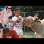 Island flocks to annual Agriculture Show