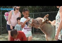 Island flocks to annual Agriculture Show