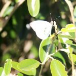 White butterflies fill the air