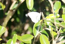 White butterflies fill the air