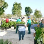 Cayman Brac prepares for annual Agriculture Show