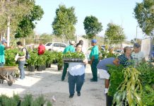 Cayman Brac prepares for annual Agriculture Show