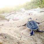 Beach lighting concern for sea turtle health