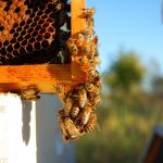 EDITORIAL – The A’s, B’s, and C’s of the world’s disappearing honeybees