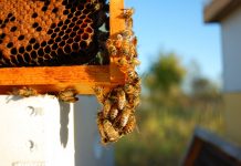 EDITORIAL – The A’s, B’s, and C’s of the world’s disappearing honeybees