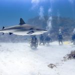 Divers spot sharks for science
