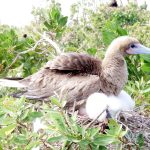 Seabird study team highlights feral cat threat