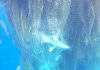 UPDATED: ‘Ghost net’ removed from water Friday