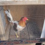 EDITORIAL – Cayman cockfighting: Nothing to crow about