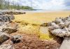 Sargassum seaweed returns to Cayman