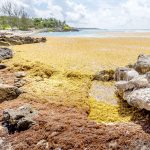 Sargassum seaweed returns to Cayman