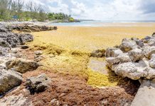 Sargassum seaweed returns to Cayman
