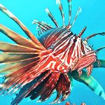 The Great Lionfish Caper culling tournament