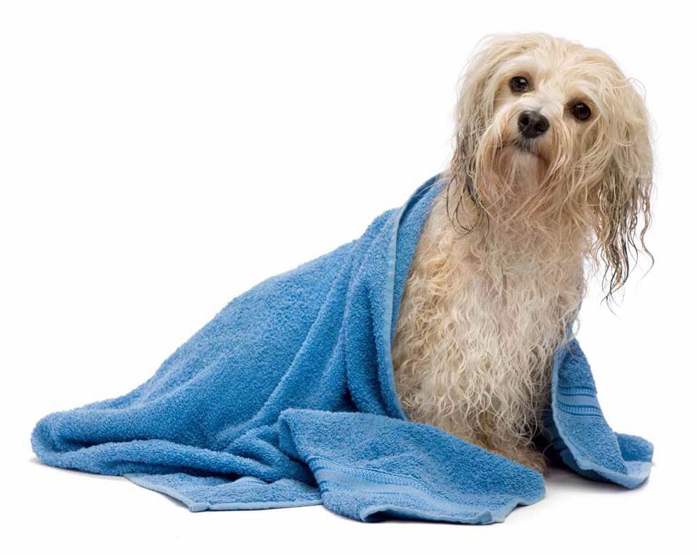 pet-grooming-faq