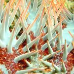 Pulsing nightlife of Cayman’s reefs