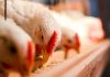 East End chicken farm plan denied