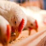 East End chicken farm plan denied