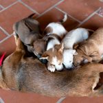 No rules for dog breeders